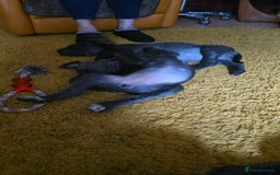 Cane Corso dogs for sale: My puppies  - Image 9