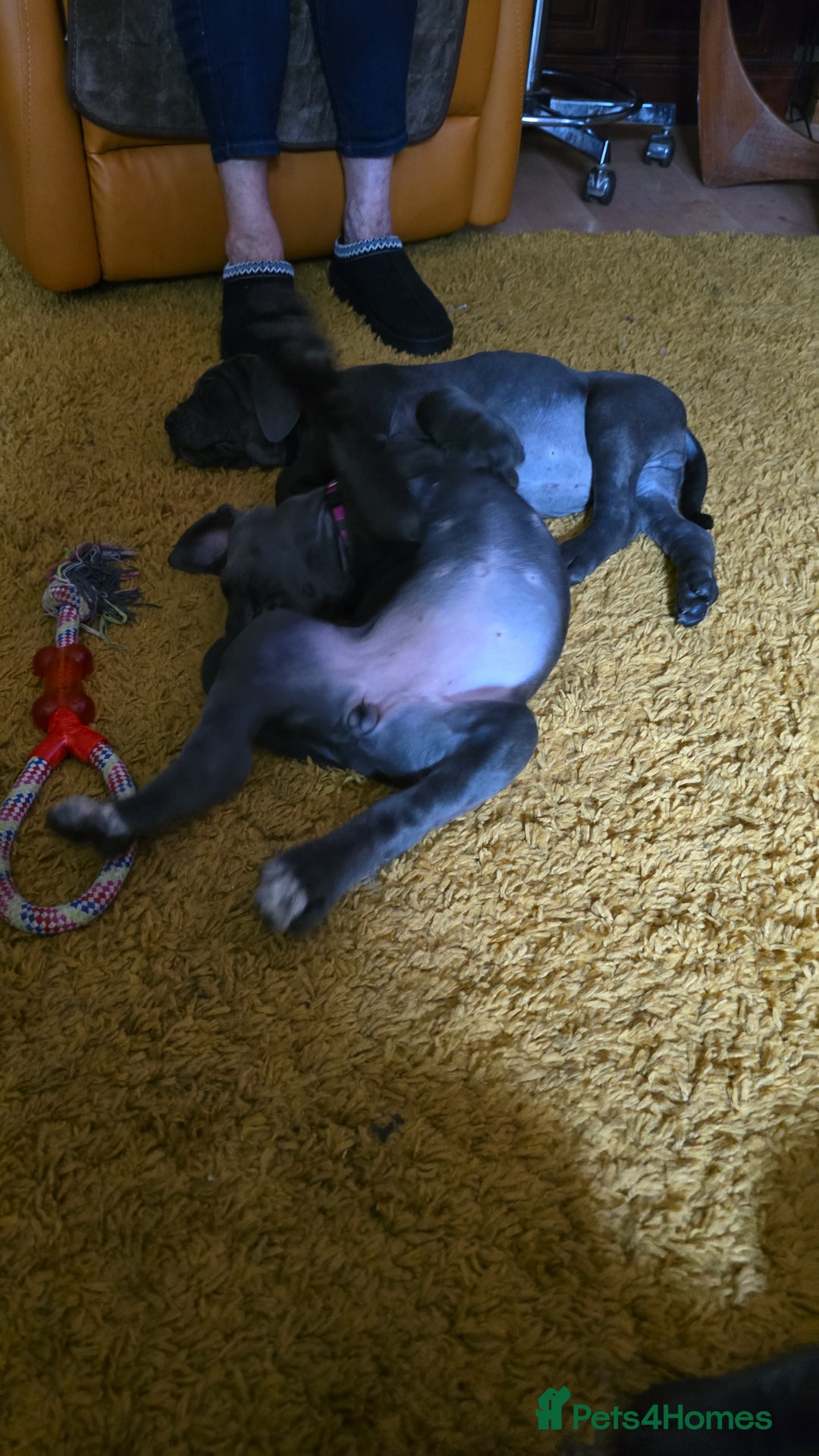 Cane Corso dogs for sale: My puppies  - Image 9