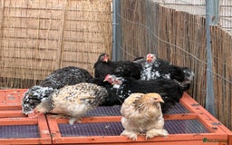 Chickens poultry for sale: Beautiful Pekin bantams!!  - Image 1