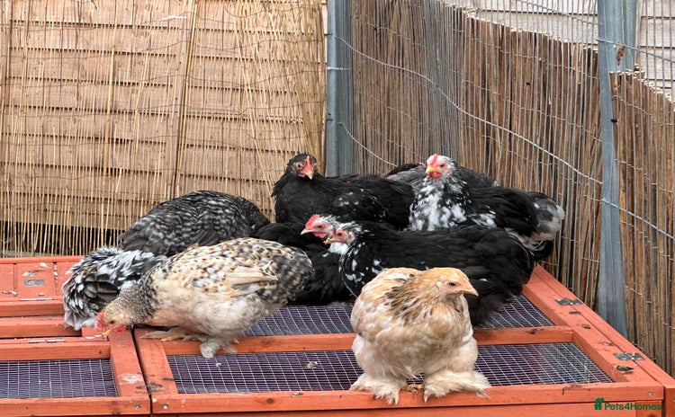 Chickens poultry - Advert 1