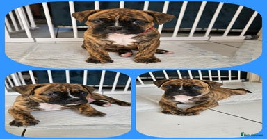 Mixed Breed dogs - Advert 10