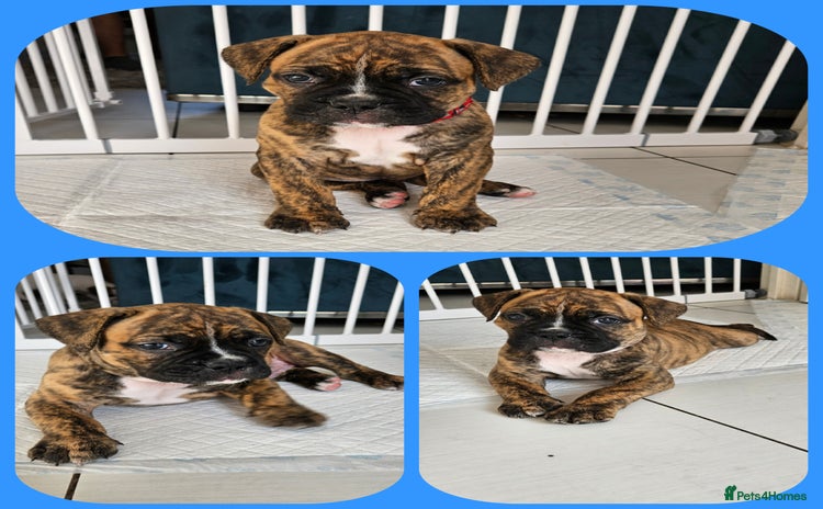 Mixed Breed dogs - Advert 3