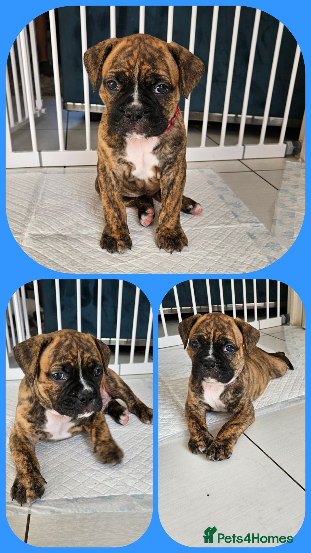 Mixed Breed dogs for sale: ADORABLE CHUNKY PUPPIES - Image 1