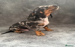 Dachshund dogs for sale: Miniature dachshund  - Image 16