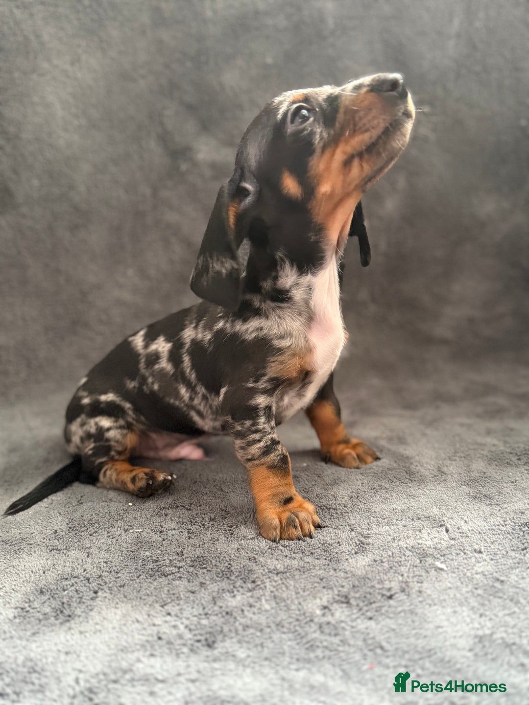 Dachshund dogs for sale: Miniature dachshund  - Image 16