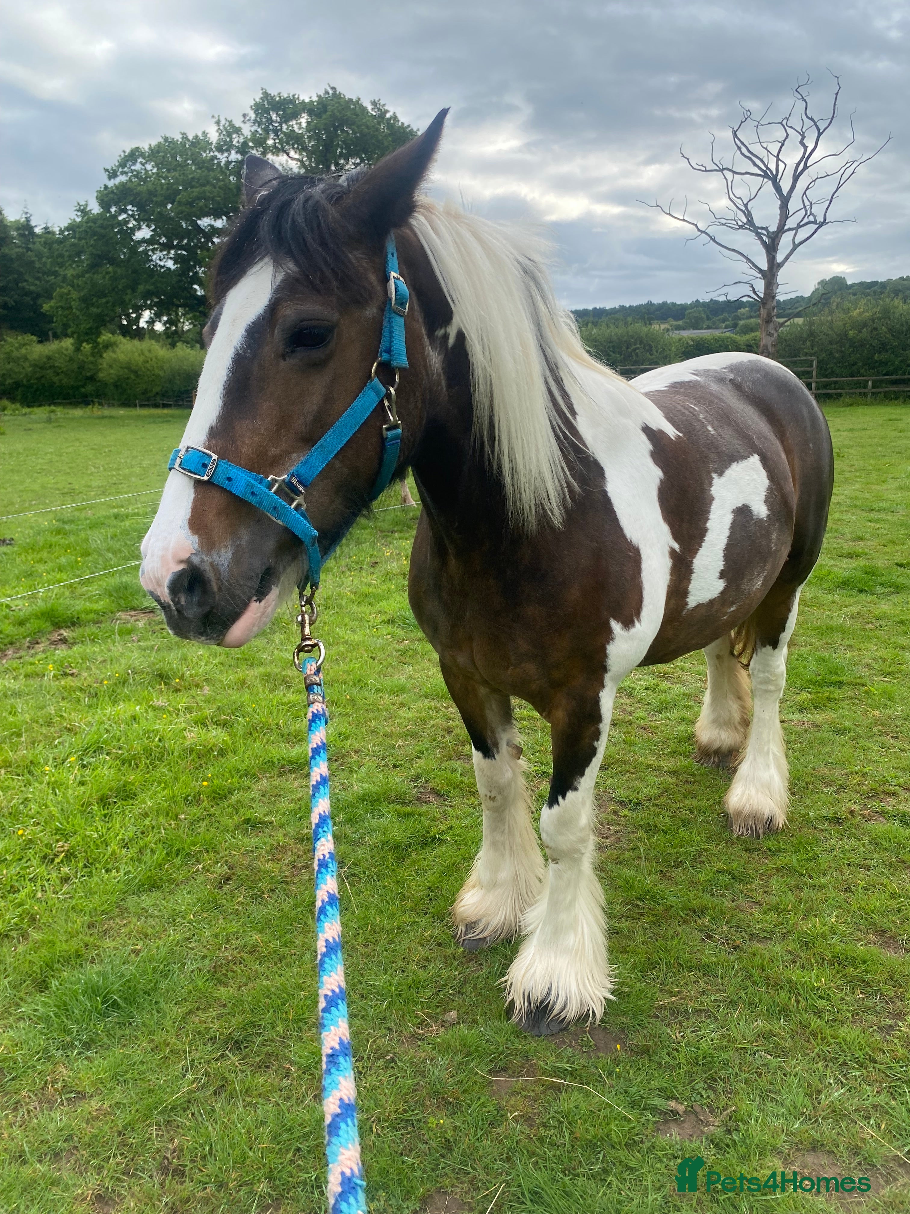 Irish Cob horses 14,3 gypsy cob mare - Advert 1