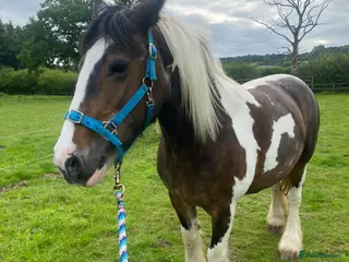 Irish Cob horses 14,3 gypsy cob mare - Advert 1