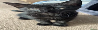 Nova