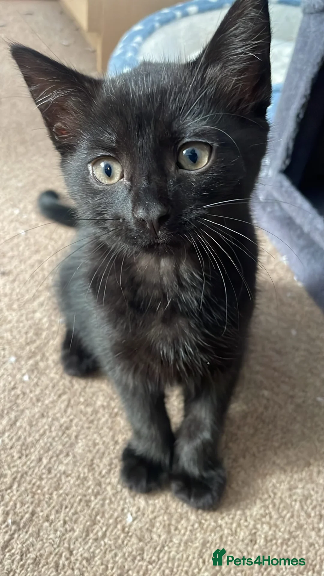British Shorthair cats for sale: 2 female black cats  - Advert 13