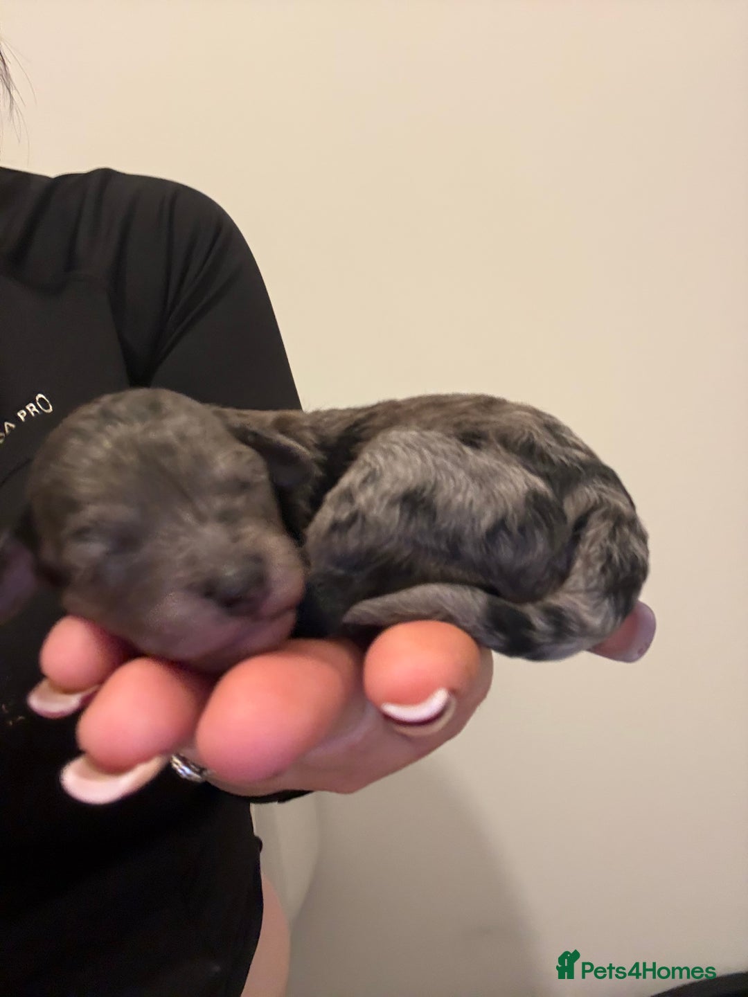 Poochon dogs for sale: 5 stunning poochon puppies with rare colourings  - Advert 7