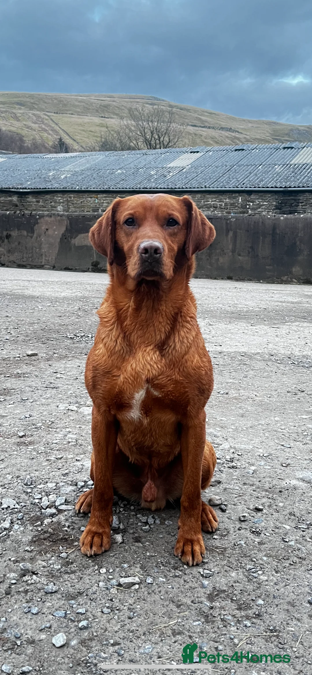 Labrador Retriever dogs for stud: 🔸DARK RED WORKING STUD KC & FULLY HEALTH TESTED🔸 in Hawes - Advert 15