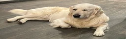 Golden Retriever dogs for sale: Charlie - Advert 2