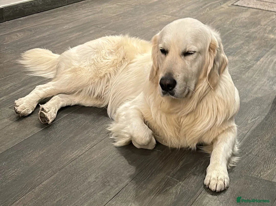Golden Retriever dogs for sale: Charlie - Advert 2