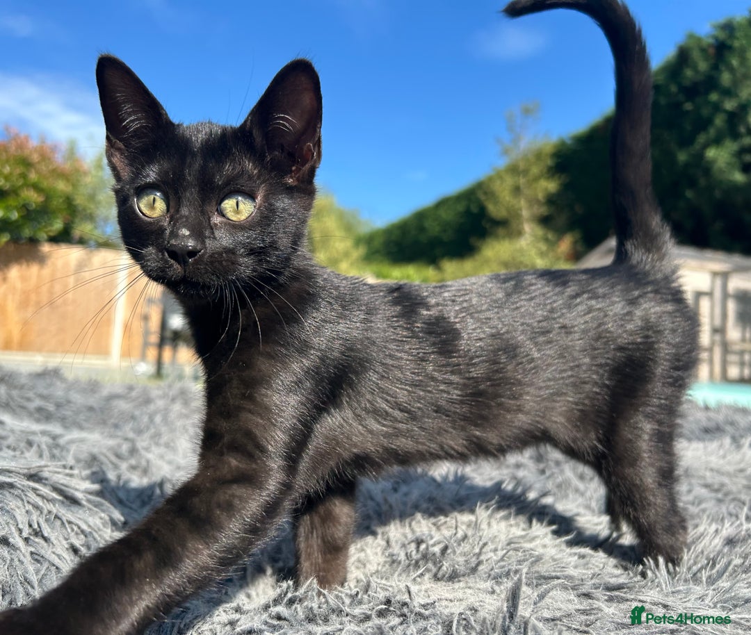Bengal cats for sale: Two adorable Blue/Melanistic Bengal Kittens TICA  in Benfleet - Image 3
