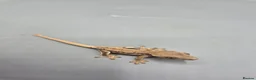 Gecko reptiles for sale: Partial pin/tri colour/lilly white Crested gecko  - Advert 4