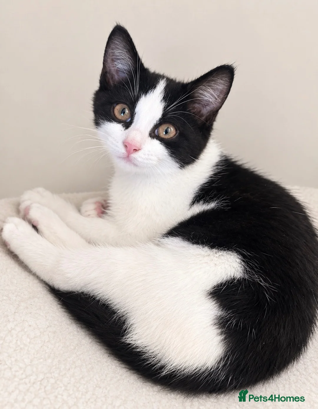 Mixed Breed cats for sale: One gorgeous girl left  - Advert 4