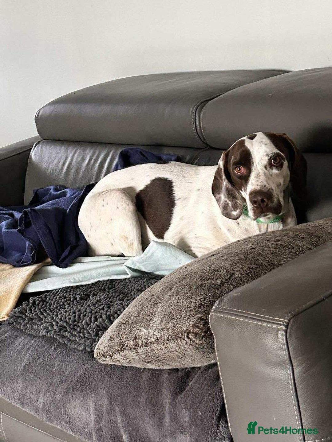 Mixed Breed dogs for adoption: Nitsa shy pointer cross girl  - Advert 10