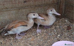 Ducks poultry for sale: orange ringed teal ducks  - Image 1