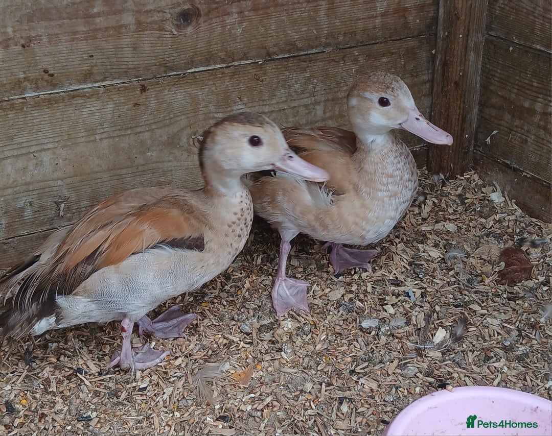 Ducks poultry for sale: orange ringed teal ducks  - Image 1