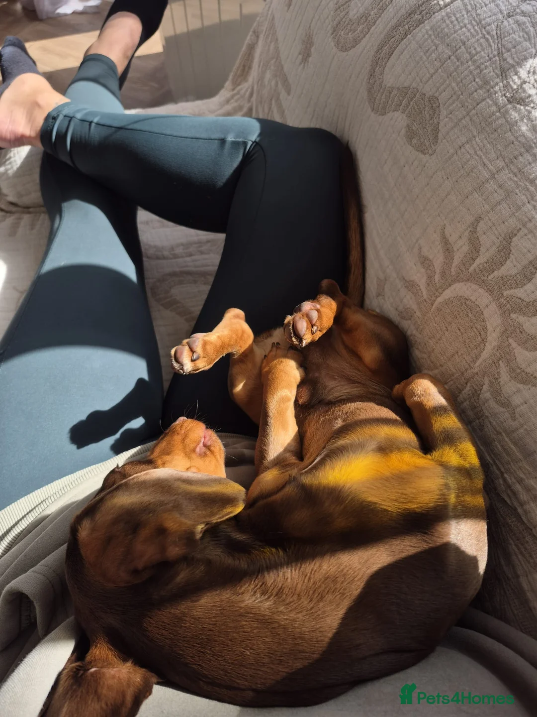 Miniature Dachshund dogs for sale: Miniature dachshund in Stafford - Advert 6