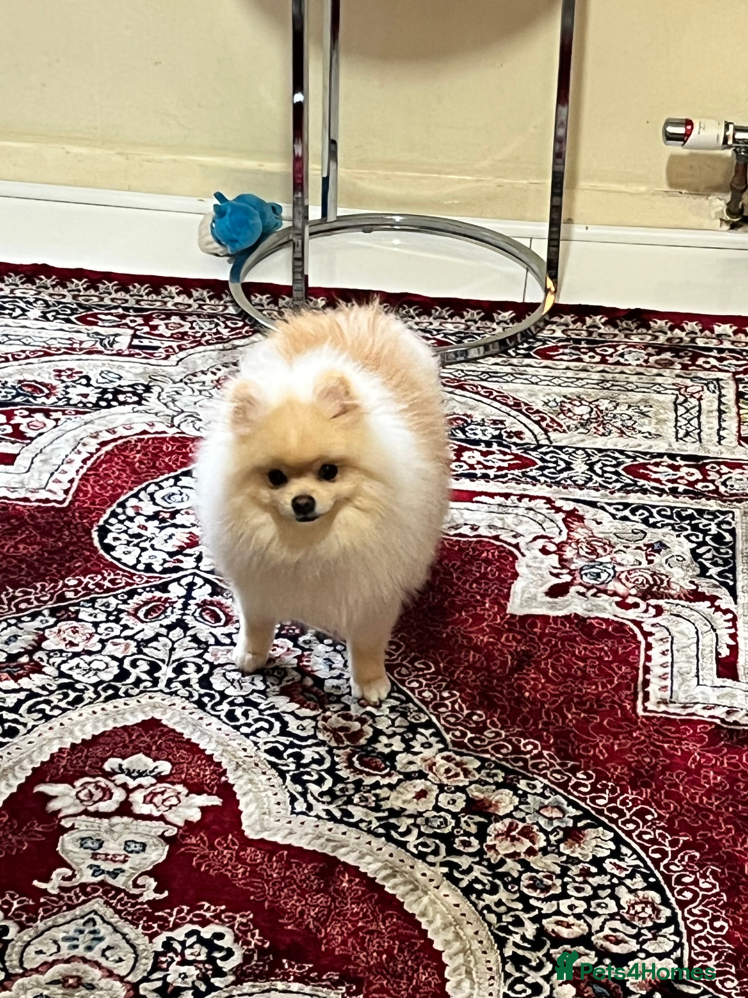 Pomeranian dogs 8 month old cute Pomeranian boy - Advert 2