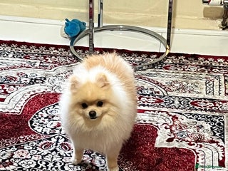 Pomeranian dogs 8 month old cute Pomeranian boy - Advert 2