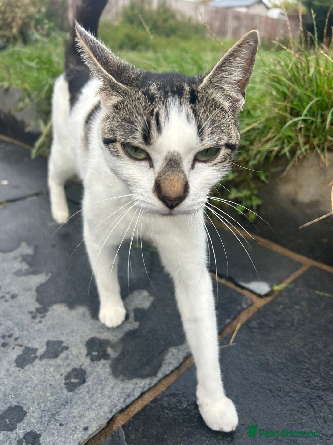 British Shorthair cats for sale: Sister cats need rehoming asap  - Image 3