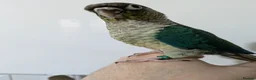 Conures birds for sale: Green cheeked conures hand-reared  in Ramsgate - Advert 2