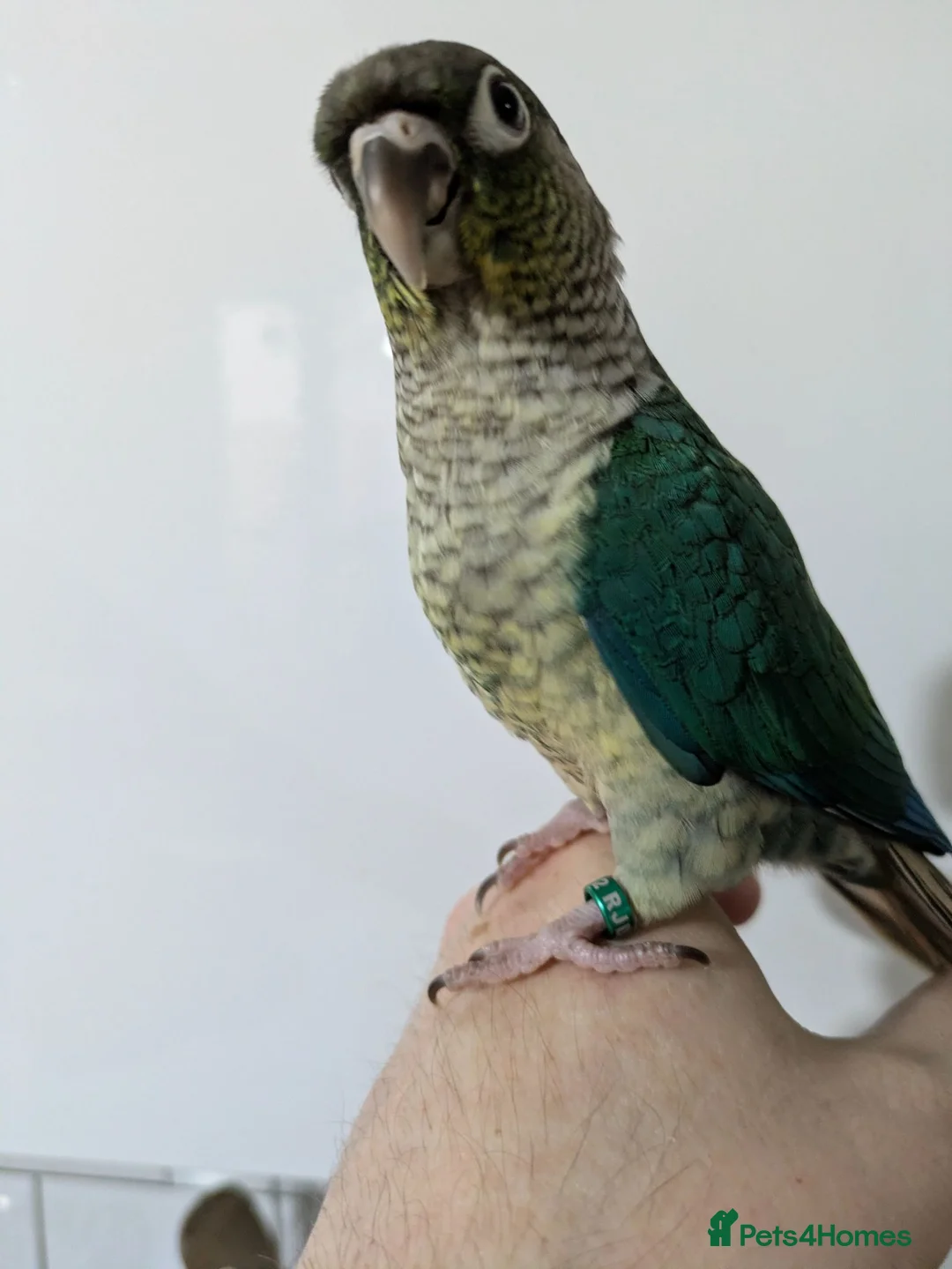 Conures birds for sale: Green cheeked conures hand-reared  in Ramsgate - Advert 2