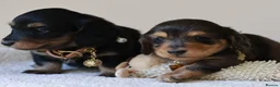 Miniature Dachshund dogs for sale: 5*Licensed+ LongHaired+KCreg+PraClear+Vetchecked - Advert 21