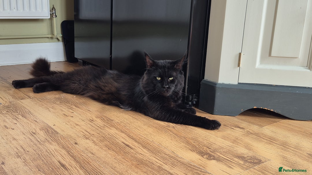 Maine Coon cats for sale: Maine Coon Active Stud - Image 1