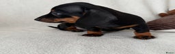 Dachshund dogs for sale: Mini smooth coat dachshunds  - Advert 12