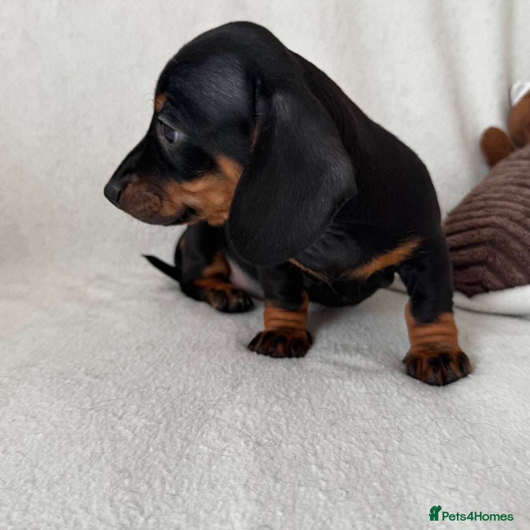 Dachshund dogs for sale: Mini smooth coat dachshunds  - Advert 12