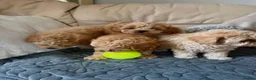 Miniature Poodle dogs for sale: Minature Poodle puppys!🐶🐾 - Advert 11