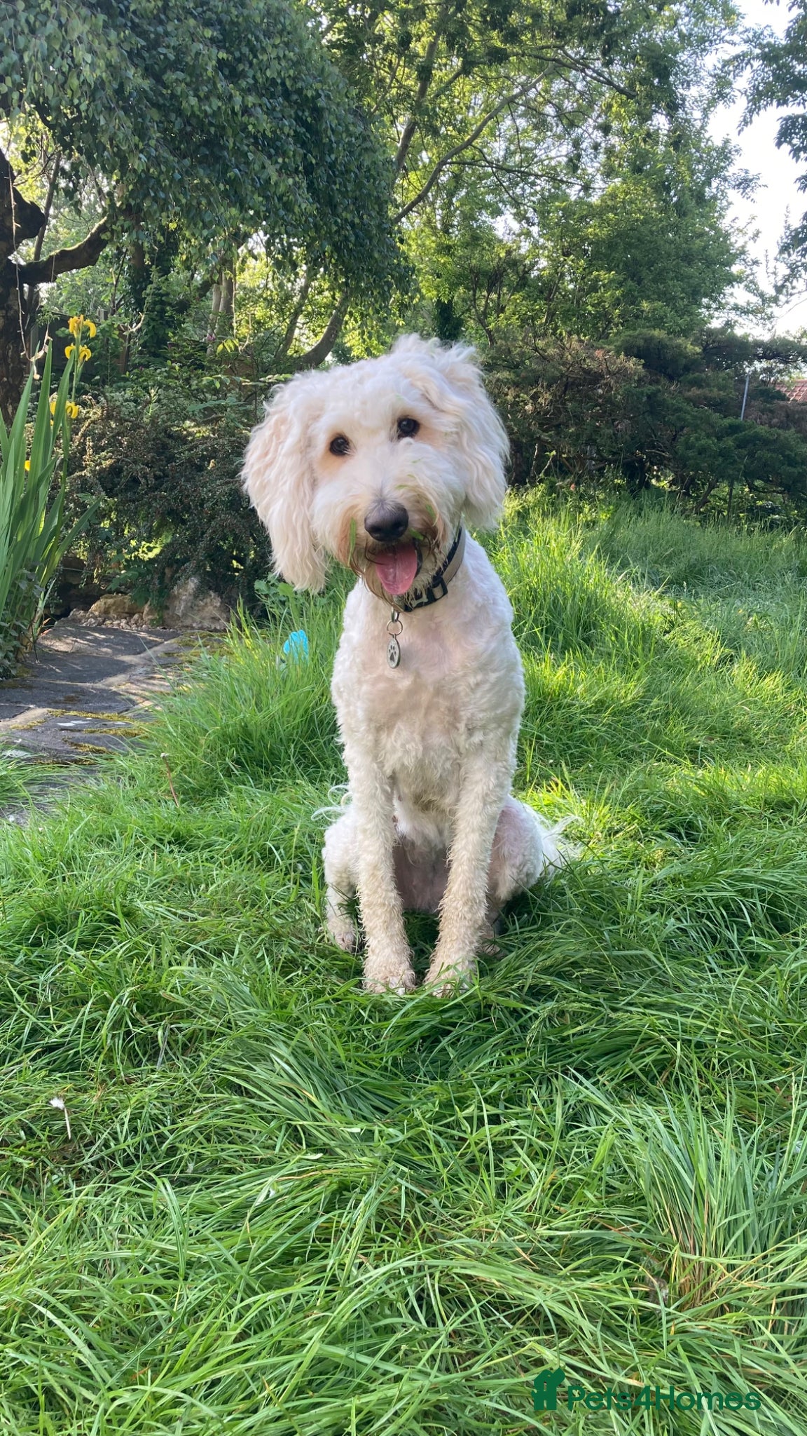 Goldendoodle dogs for sale: Golden doodle puppies from a loving home - Advert 11