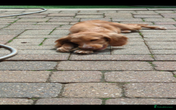 Cocker Spaniel dogs for sale: Sky for sale  - Image 3