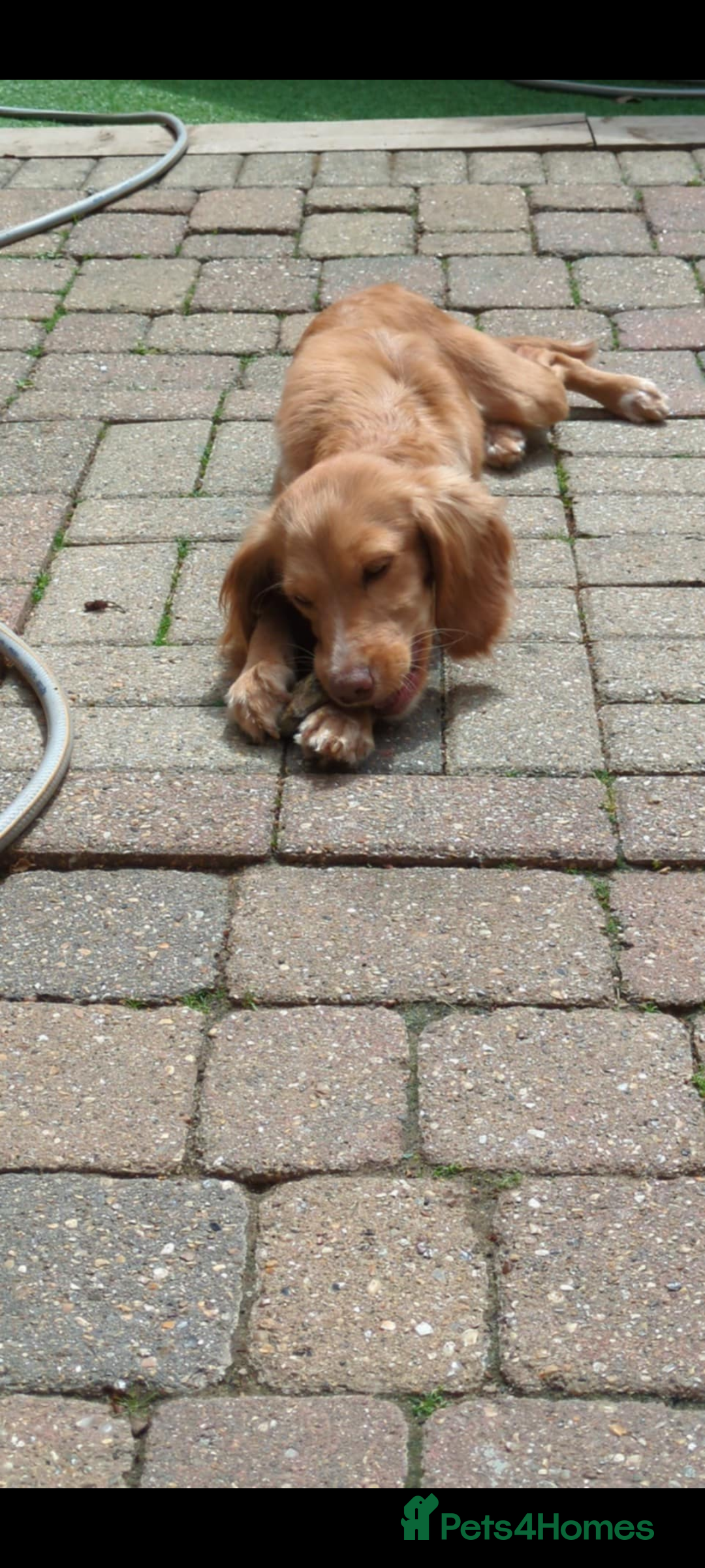 Cocker Spaniel dogs for sale: Sky for sale  - Image 3