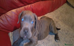 Cane Corso dogs for sale: 100 percent cane corsos puppys - Image 3