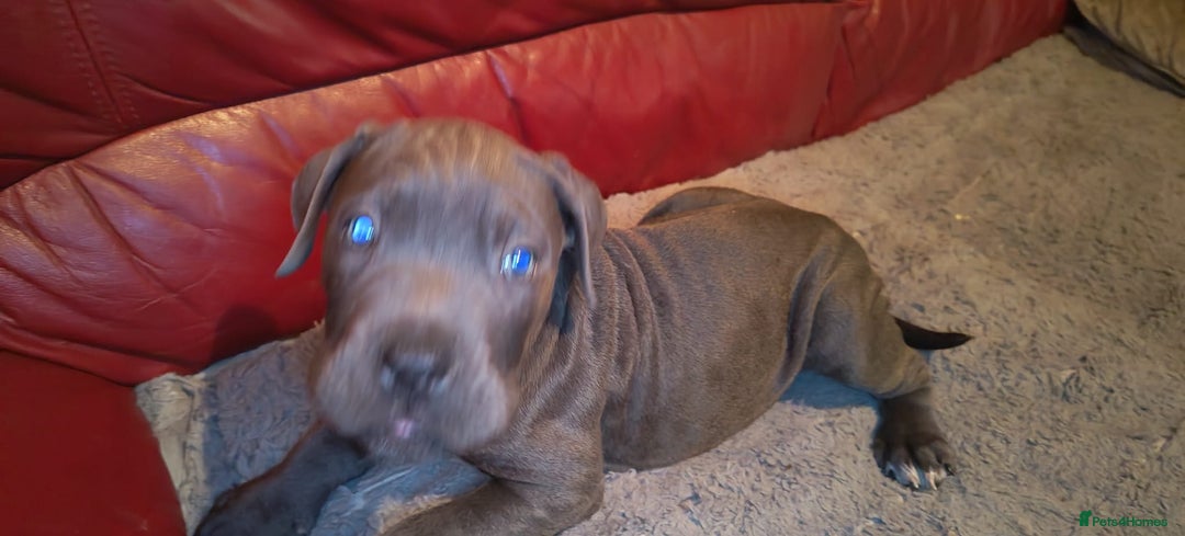 Cane Corso dogs for sale: 100 percent cane corsos puppys - Image 3
