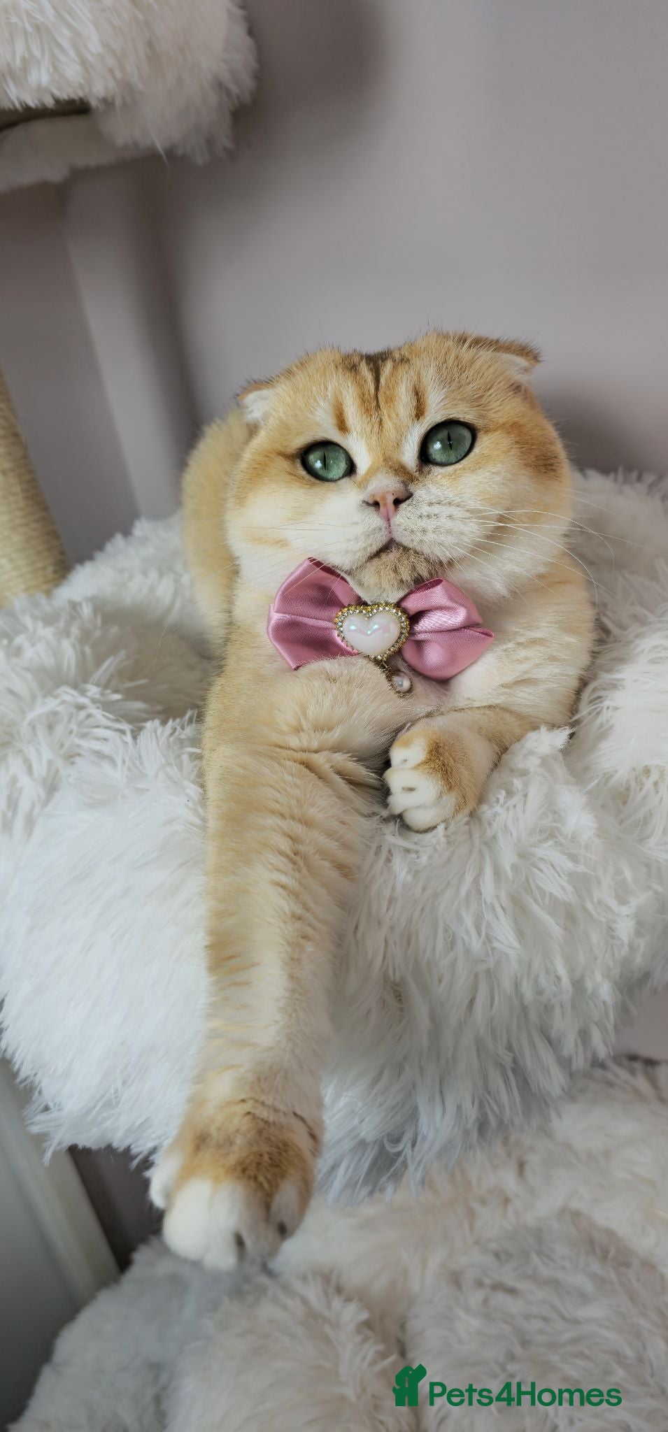 British Shorthair cats Rehoming  - Advert 1