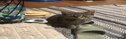 Mixed Breed cats for sale: Tabby boy in Leeds - Advert 1