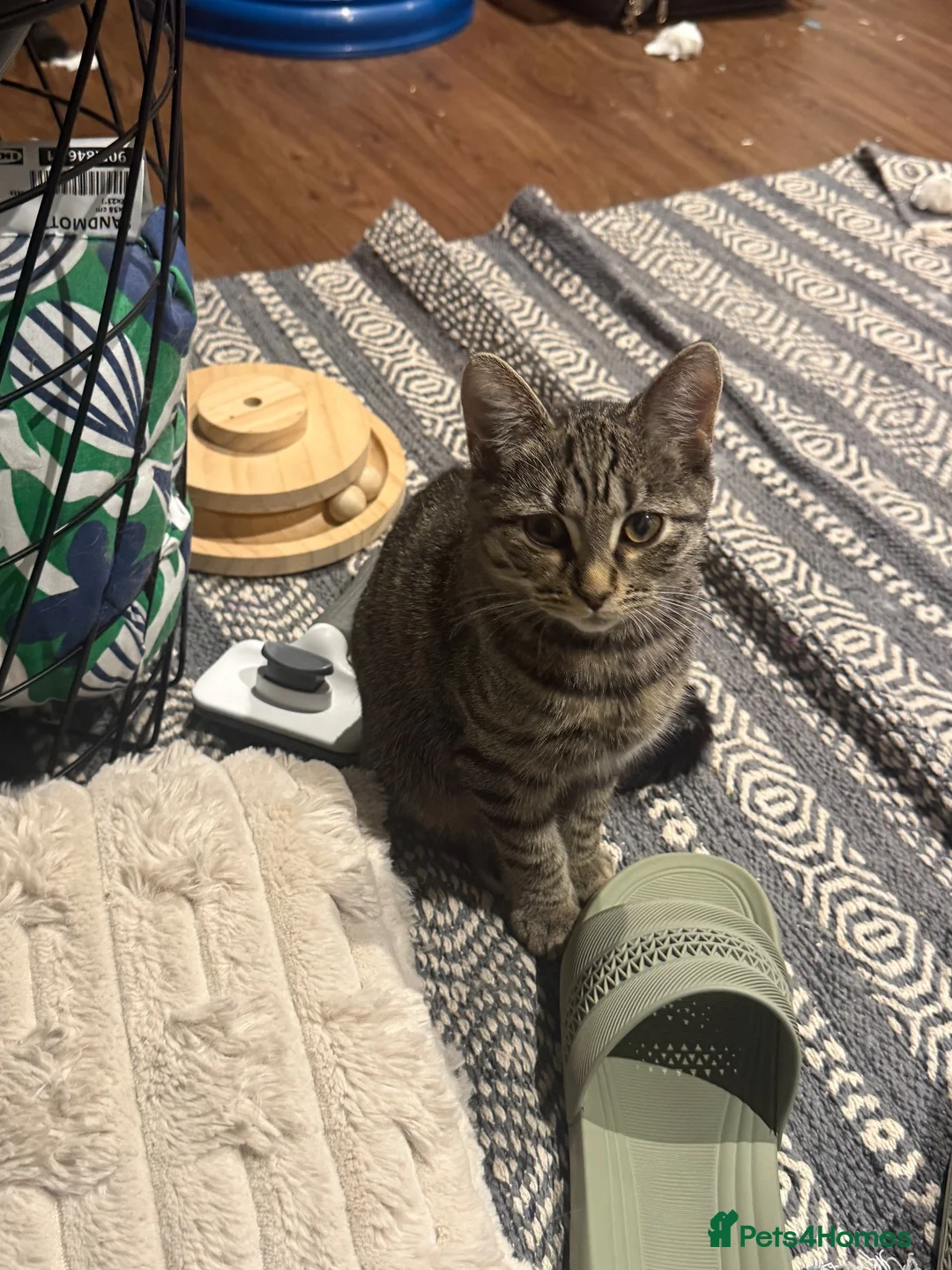 Mixed Breed cats for sale: Tabby boy in Leeds - Advert 1