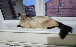 Ragdoll cats for sale: Pure Ragdoll Cat  2 Years Old, Affectionate & Calm - Image 2