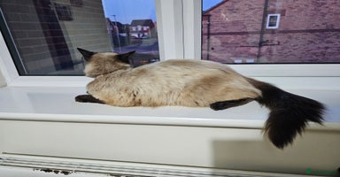 Ragdoll cats - Advert 16