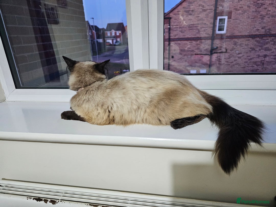 Ragdoll cats for sale: Pure Ragdoll Cat  2 Years Old, Affectionate & Calm - Image 2