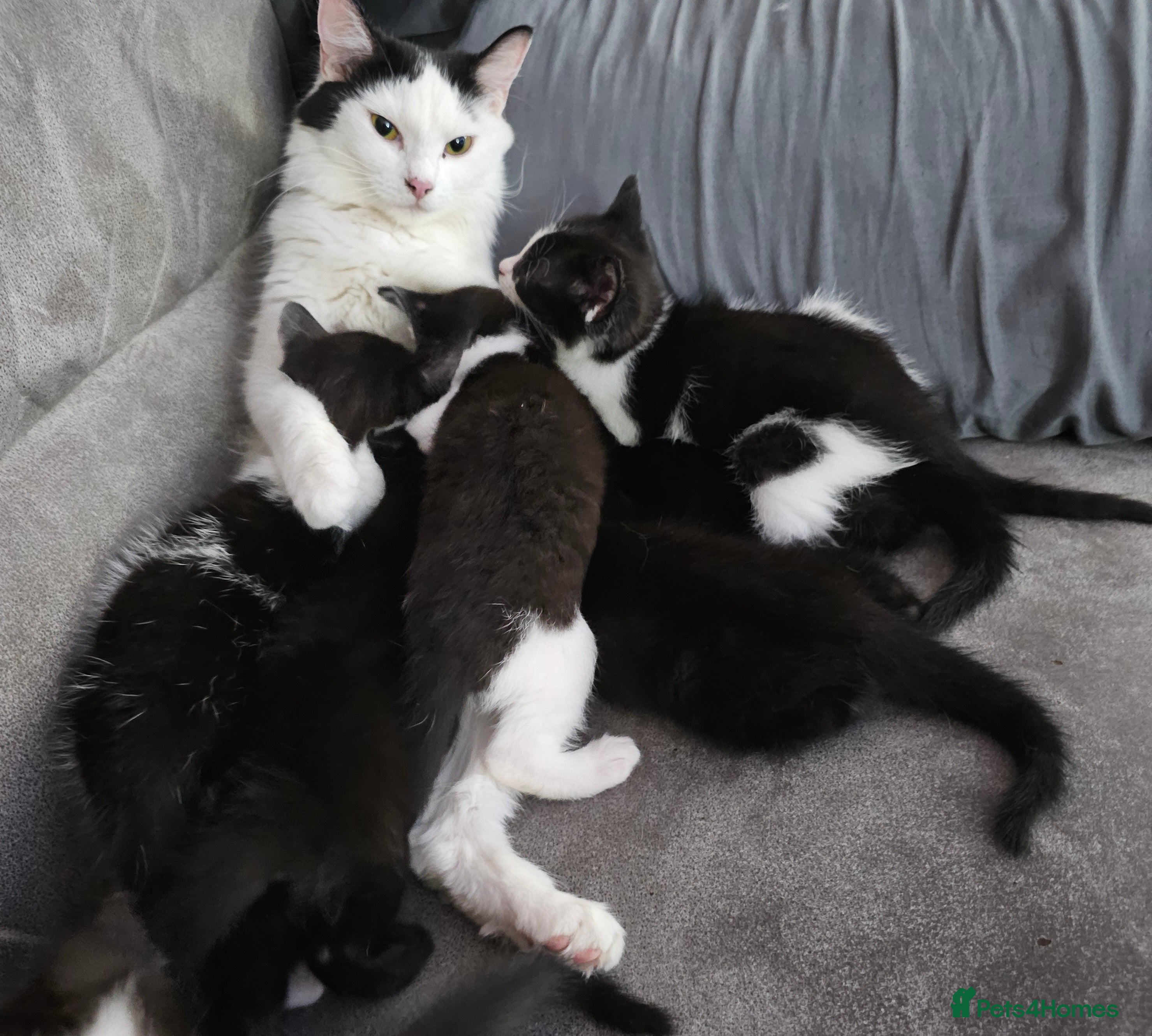 Mixed Breed cats Beautiful playful cheeky male kitten - Advert 1