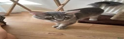 Norwegian Forest Cat cats for sale: Beautiful 12 week old kitten - Advert 6