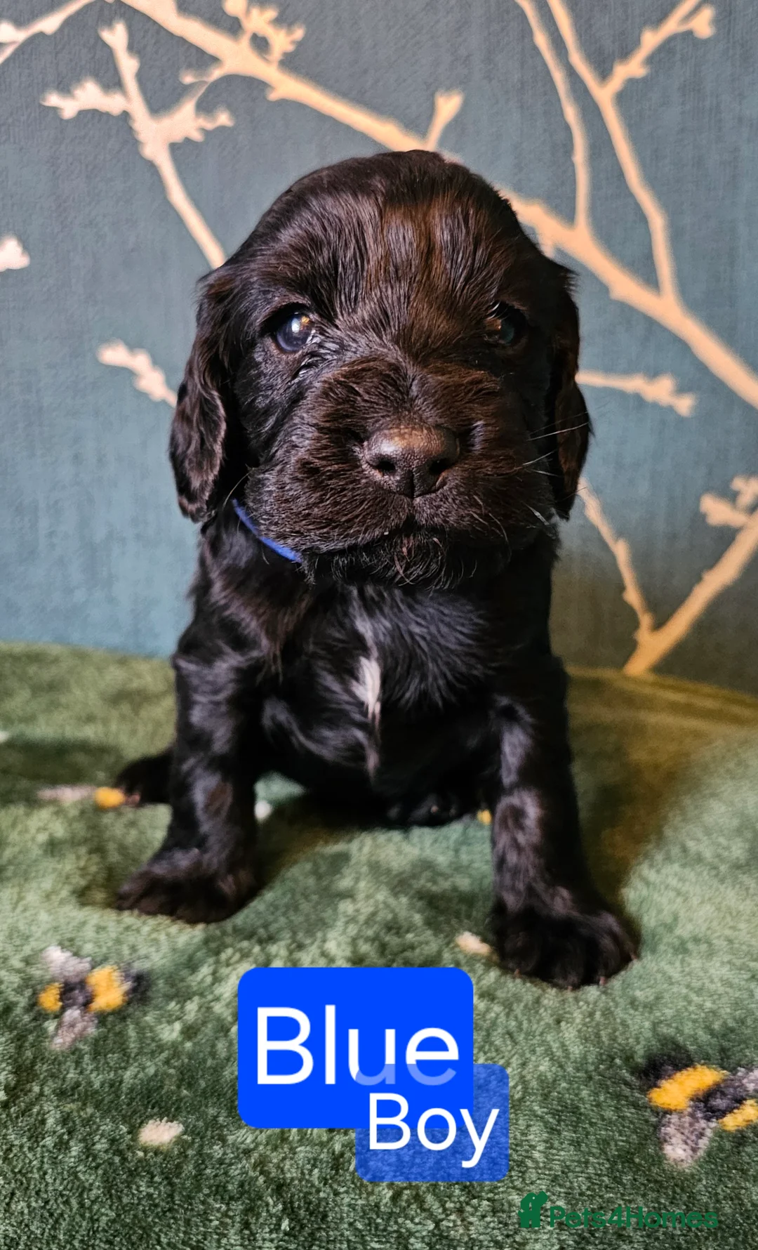 Cocker Spaniel dogs for sale: Working cocker spaniel puppies - Advert 6