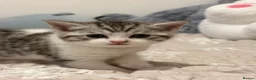 British Shorthair cats for sale: Beautiful British-shorthair kittens - Advert 14
