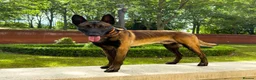 Belgian Shepherd Dog dogs for stud: Belgian malinois for stud in Newcastle upon Tyne - Advert 4